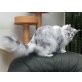 Prinzessin, Maine Coon - Katze