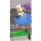 Prinzessin, Wellensittich - weiblich