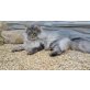 Prinzi, British langhaar x Maine Coon - Kater