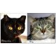 Priscilla/Ally,  Verschmuste Prinzessinen! 10 Mo/Kastriert/Fr - Katze