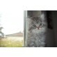 Privat, Perser - Katze