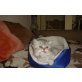Privat, Perser - Katze