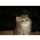 Privat, Perser - Katze