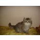 Privat, Perser - Katze
