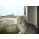 Privat, Perser - Katze