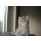 Privat, Perser - Katze