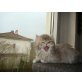 Privat, Perser - Katze