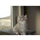 Privat, Perser - Katze
