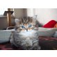 Privat, Perser - Katze