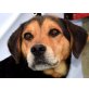 Prix, Beagle-Mischling - Rüde