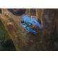 Procambarus Alleni / blauer Floridakrebs