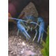 Procambarus Alleni - männlich
