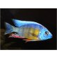Protomelas Fenestratus'Taiwan Reef'