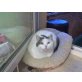 Prue, Mischling - Katze