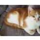 Prue, Mischling - Katze