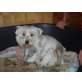 Pruna, West Highland White Terrier - Hündin