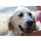 Pruno, Golden Retriever - Rüde