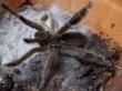 Psalmopoeus cambridgei