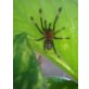 Psalmopoeus irminia
