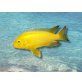 Pseudotropheus lombardoi