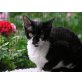 Puccini, Marille, Jolly, Whoopy, Nanci, Dotti, Devon Rex - Kater