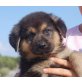 Puccini, Schäferhund Mix Welpen - Rüde