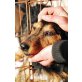 Puck, Jagdterrier in allergrößter Not - Rüde