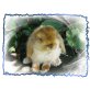 Puck, Mini Lop - männlich