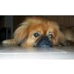 Puck, Pekinese - Rüde
