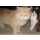Puck, Perser Weiß - Kater