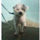 Pucky, Terrier-Mix - Rüde