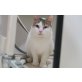 Pucky, lieber Schatz - Kater