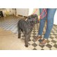 Puddelmischling MIKI (Kris-hu) sucht dringend - Rüde