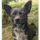 Pudding, Chihuahua-Mischling - Hündin