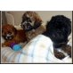 Pudel/ShihTzu Welpen - Hündin