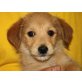 Pudel/Terriermix, Pflegestelle OÖ Welpen - Rüde