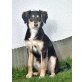 PÜPI, Golden Retriever-Mix - Hündin