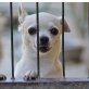 PÜPPI - Linares, Chihuahua, kastriert - Hündin