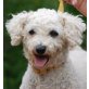 PÜPPI, Pflegestelle Niederösterreich, Am Liebsten mit PEZY ;-) Bichon - Hündin