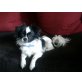Pünktchen, Chihuahua-Pekines - Rüde