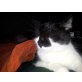 Pünktchen, EHK - Katze
