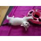 Pünktchen, Europäisch Kurzhaar - Katze