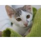 Pünktchen, Mischling - Katze
