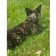 Pünktchen, Pünktchen  die Katze mit dem Punkt - Katze