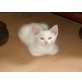 Puenktchen, sucht Dosenoeffner - Katze