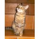 Pünktchen, verspieltes & verschmustes Frühjahrskätzchen - Katze