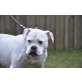 Püppi, American Bulldog - Hündin