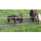 Püppi, Shetland Pony - Stute