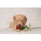 Püppy, Goldendoodle Welpen - Hündin