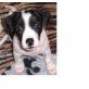 Püppy, Jack Russel Mischling Welpen - Hündin